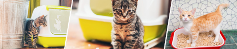 Kattedo