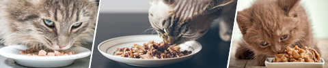 Våtfôr til katt