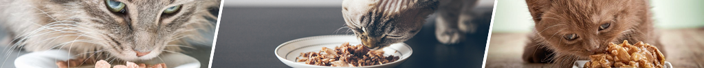 Våtfôr til katt