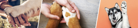 Potepleie for hund