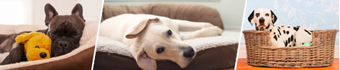 Hundeseng - gi hunden din en god soveplass