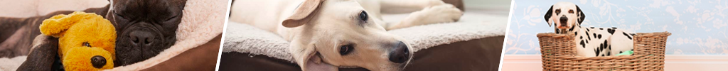Hundeseng - gi hunden din en god soveplass