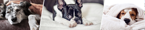 Hundeteppe - praktiske tepper til din hund