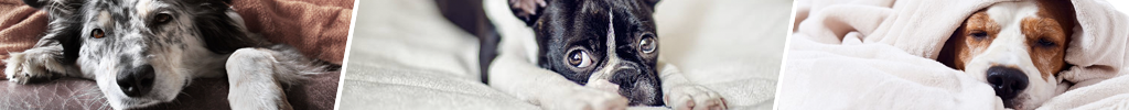 Hundeteppe - praktiske tepper til din hund