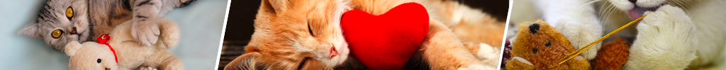 Kosdyr til katt