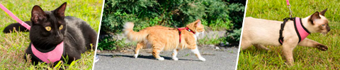 Kattesele