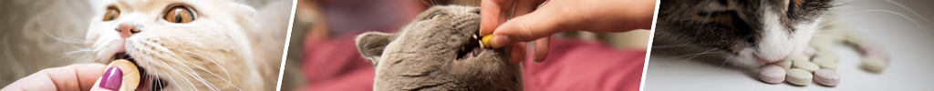 Kosttilskudd til katt