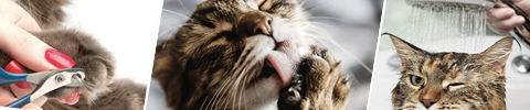 Kattepleie