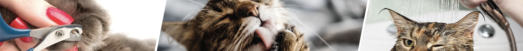Kattepleie