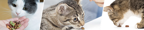 Godbiter til katt