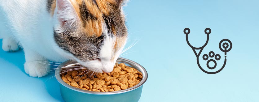 Veterinærfôr til katt kattunge voksen katt på nett