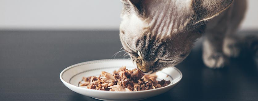 Veterinærfôr våtfôr til katt kattunge voksen katt