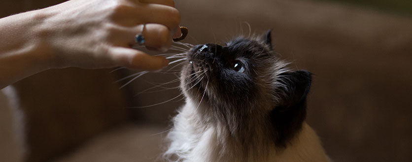 Godbiter til katt