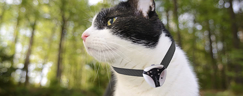 Elektronikk katt kattunge på nett