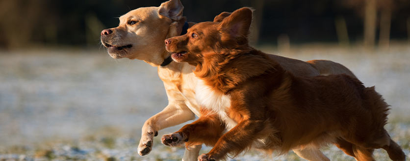 Sportsutstyr treningsutstyr hund