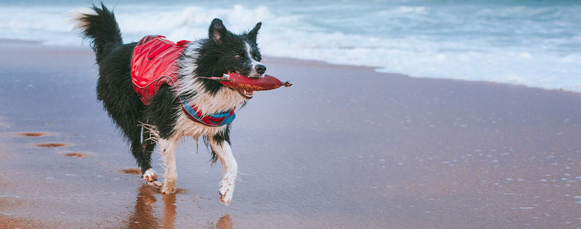 Flytevest redningsvest hund