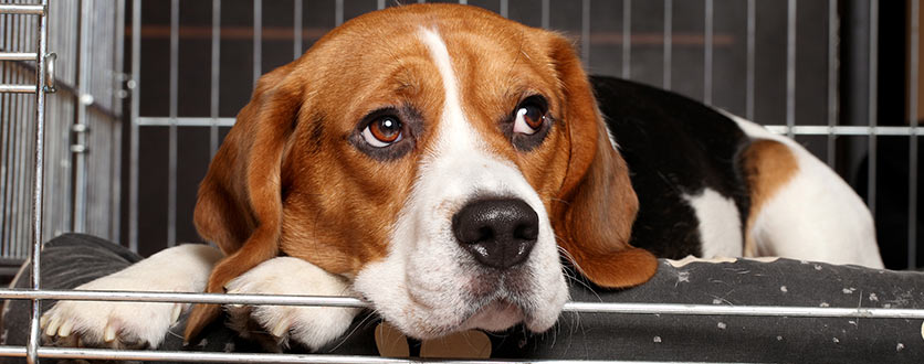 Hundehus