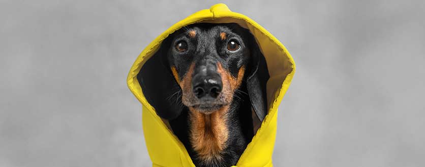 Hundedekken