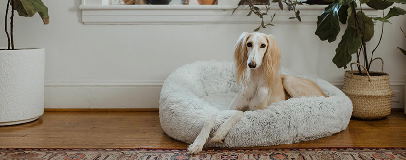 Hundeseng - gi hunden din en god soveplass